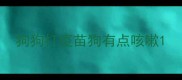 狗狗打疫苗狗有点咳嗽
