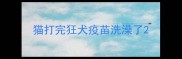 猫打完狂犬疫苗洗澡了