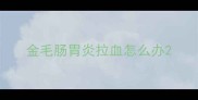 金毛肠胃炎拉血怎么办