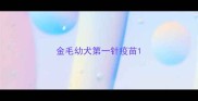 金毛幼犬第一针疫苗