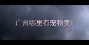 广州哪里有宠物卖