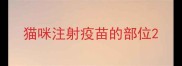 猫咪注射疫苗的部位