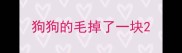 狗狗的毛掉了一块