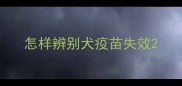 怎样辨别犬疫苗失效