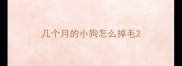 几个月的小狗怎么掉毛