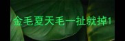 金毛夏天毛一扯就掉