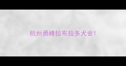 杭州勇峰拉布拉多犬舍