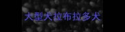 大型犬拉布拉多犬