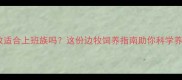 边牧适合上班族吗这份边牧饲养指南助你科学养宠