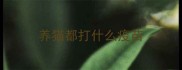 养猫都打什么疫苗
