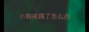 小狗被踢了怎么办