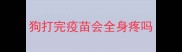 狗打完疫苗会全身疼吗