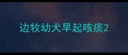 边牧幼犬早起咳痰