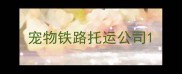 宠物铁路托运公司
