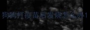 狗狗打疫苗后发烧怎么办