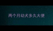 两个月幼犬多久大便