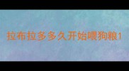 拉布拉多多久开始喂狗粮