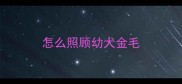 怎么照顾幼犬金毛