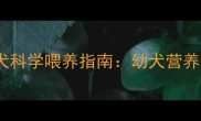 两个月大金毛犬科学喂养指南幼犬营养需求与护理全