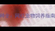 像哈士奇的狗品种全网红宠物饲养指南与选购避坑技巧