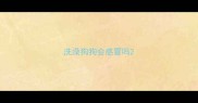 洗澡狗狗会感冒吗