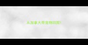从加拿大带宠物回国