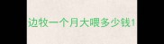 边牧一个月大喂多少钱