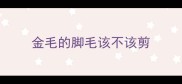 金毛的脚毛该不该剪