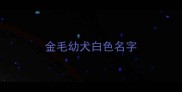 金毛幼犬白色名字