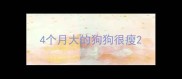 4个月大的狗狗很瘦