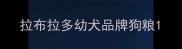 拉布拉多幼犬品牌狗粮