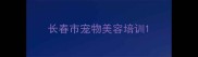 长春市宠物美容培训
