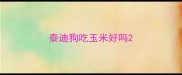 泰迪狗吃玉米好吗