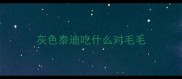 灰色泰迪吃什么对毛毛