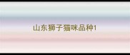 山东狮子猫咪品种