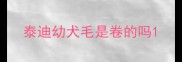 泰迪幼犬毛是卷的吗