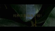 纯种灰泰迪多少钱