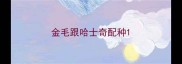 金毛跟哈士奇配种
