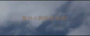 常州小狗批发市场