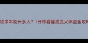 边牧串串能长多大1分钟看懂混血犬体型全攻略