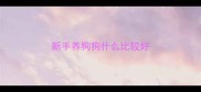 新手养狗狗什么比较好