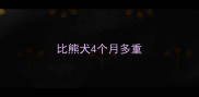 比熊犬4个月多重