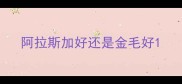 阿拉斯加好还是金毛好
