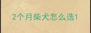 2个月柴犬怎么选