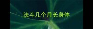 法斗几个月长身体