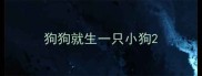 狗狗就生一只小狗