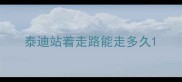 泰迪站着走路能走多久