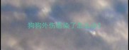 狗狗外伤感染了怎么办