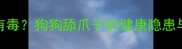 宠物狗舔人是否有毒狗狗舔爪子的健康隐患与科学应对指南