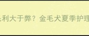 夏天剃毛利大于弊金毛犬夏季护理全攻略